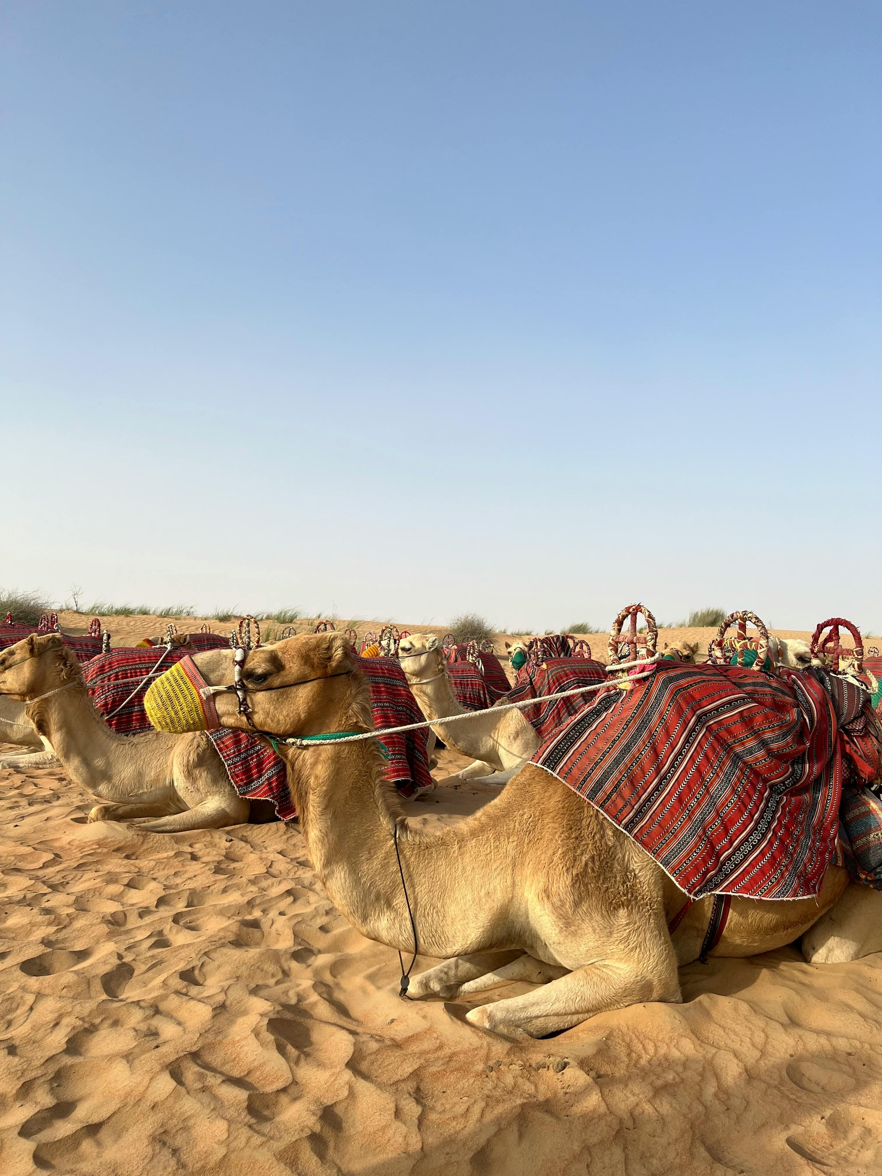 Camel ride at sunset