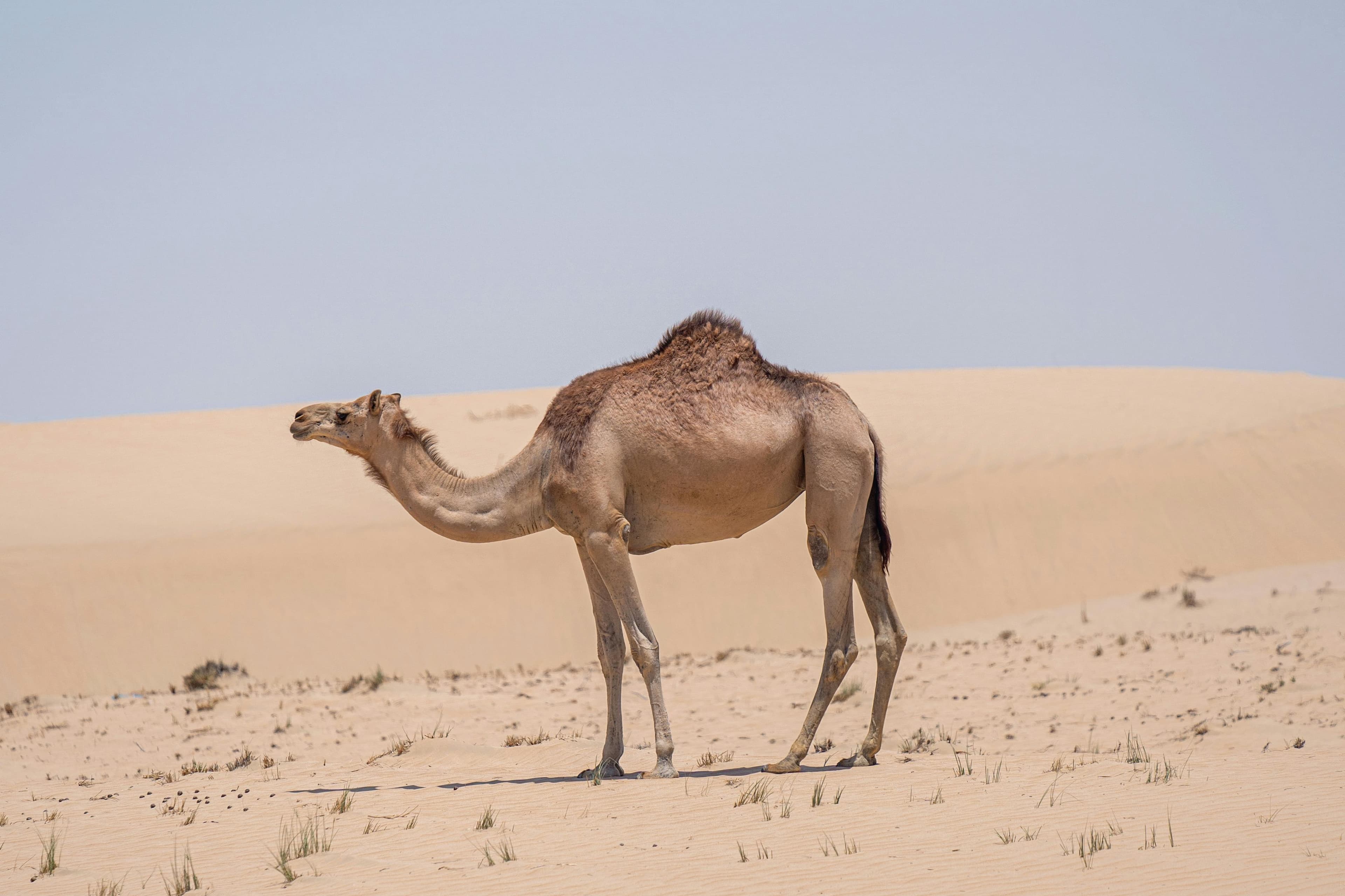 Desert safari vehicle